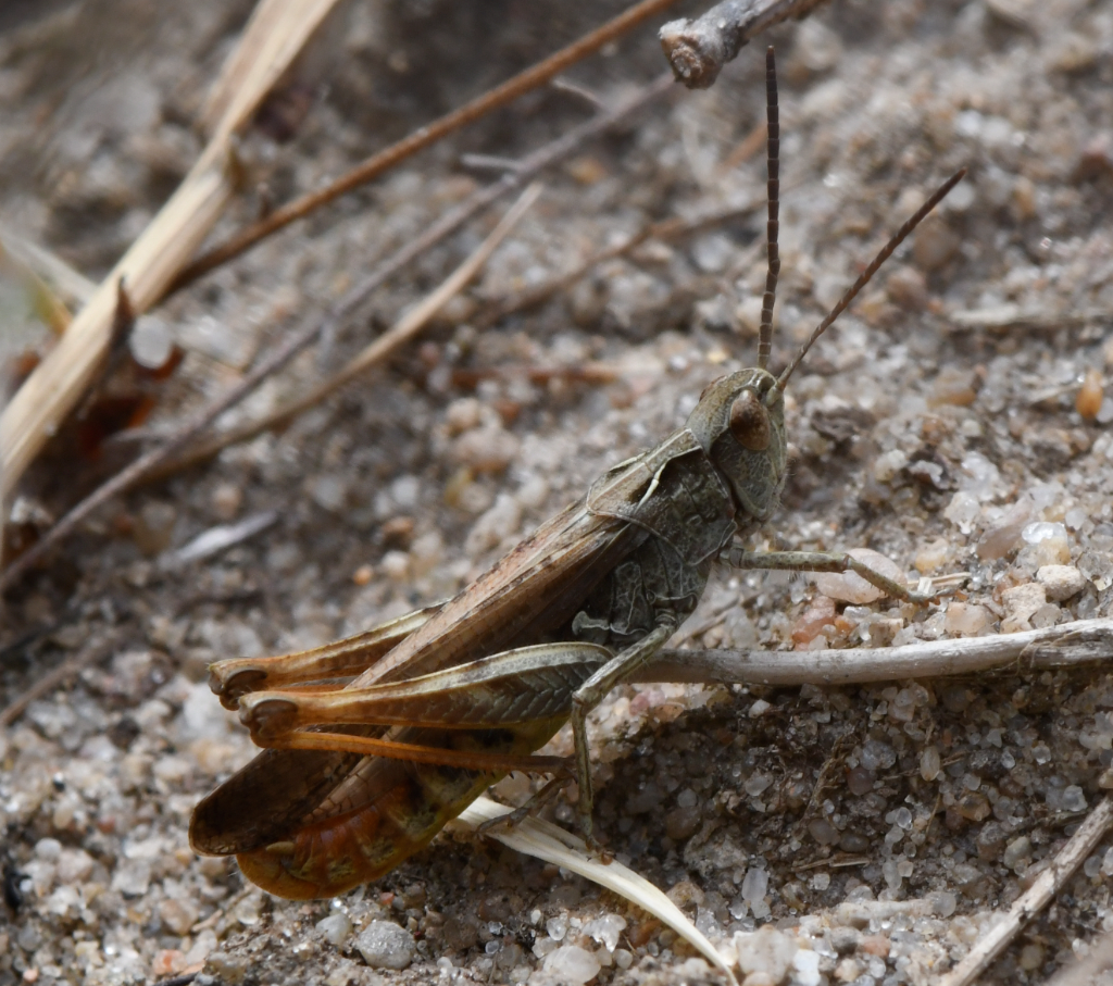Syngende Markgræshoppe (Chorthippus biguttulus)
