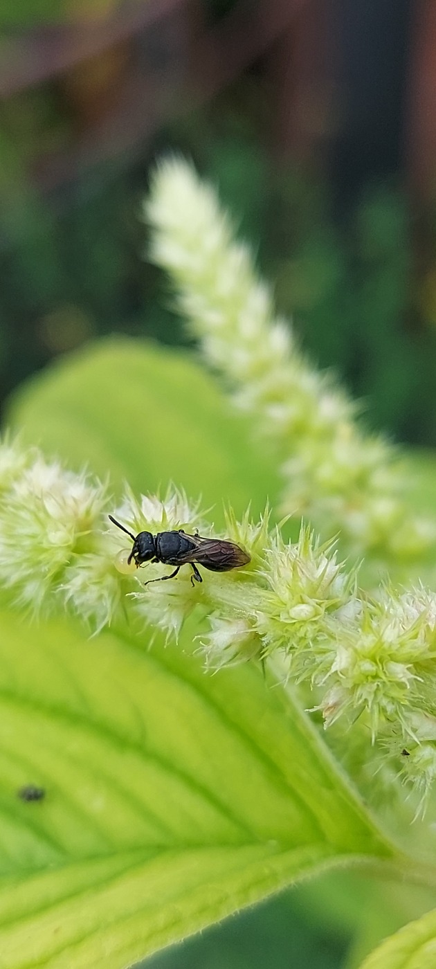 Havemaskebi (Hylaeus communis)