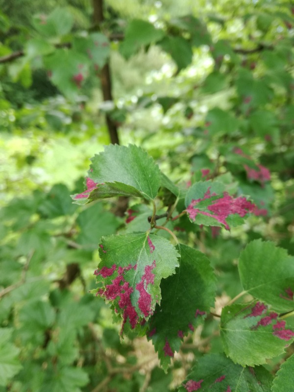 Rød Birkefiltgalmide (Acalitus longisetosus)