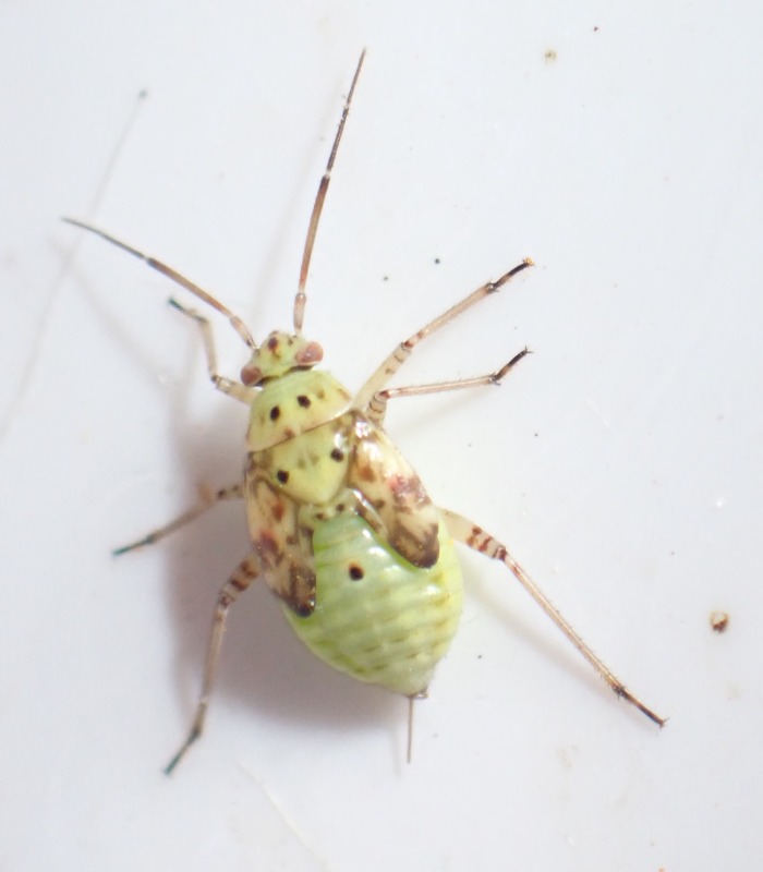 Lygus sp. (Lygus sp.)