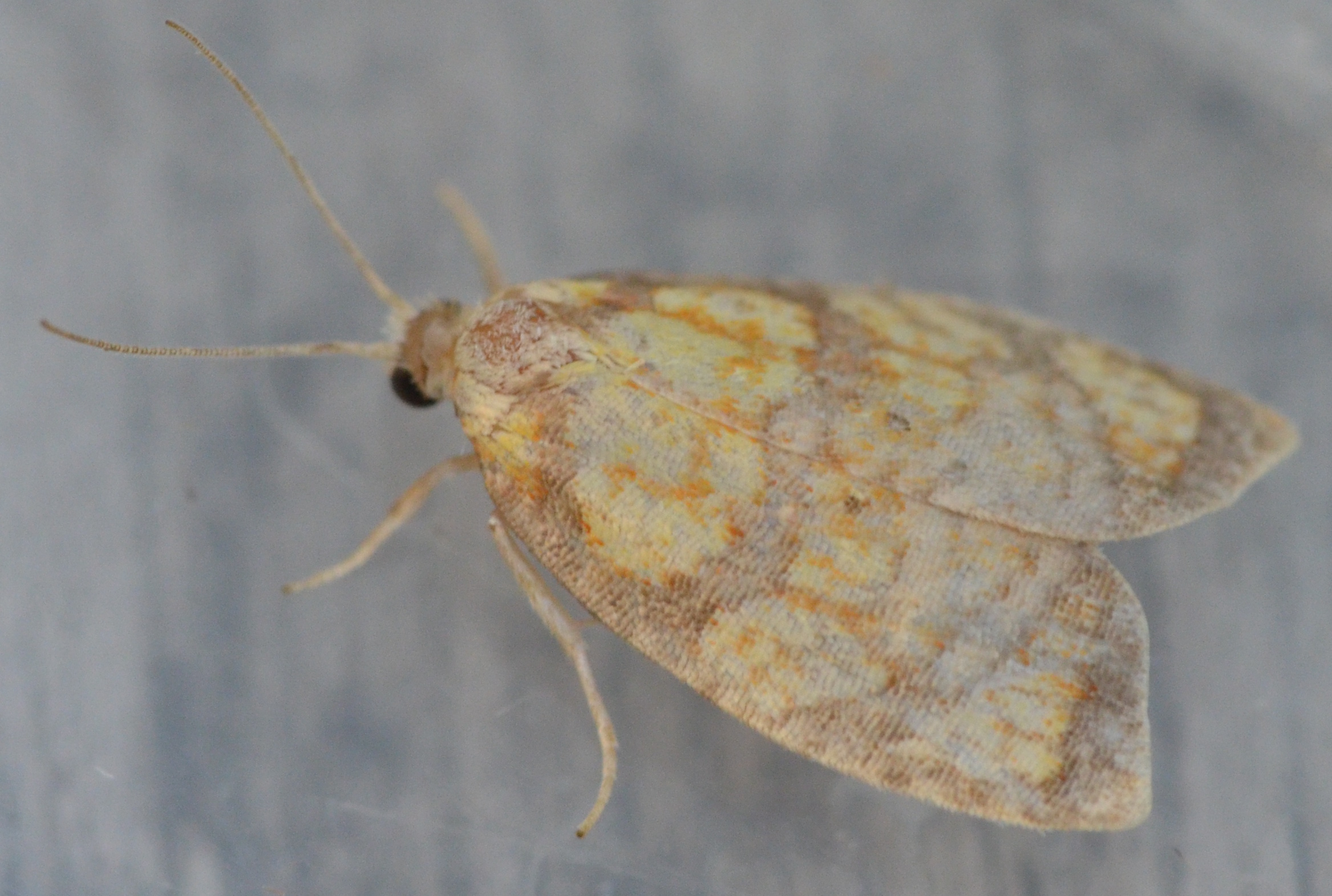 Gul Rosenvikler (Acleris bergmanniana)