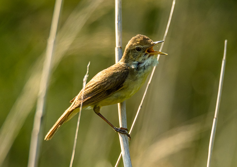 Buskrørsanger (Acrocephalus dumetorum)