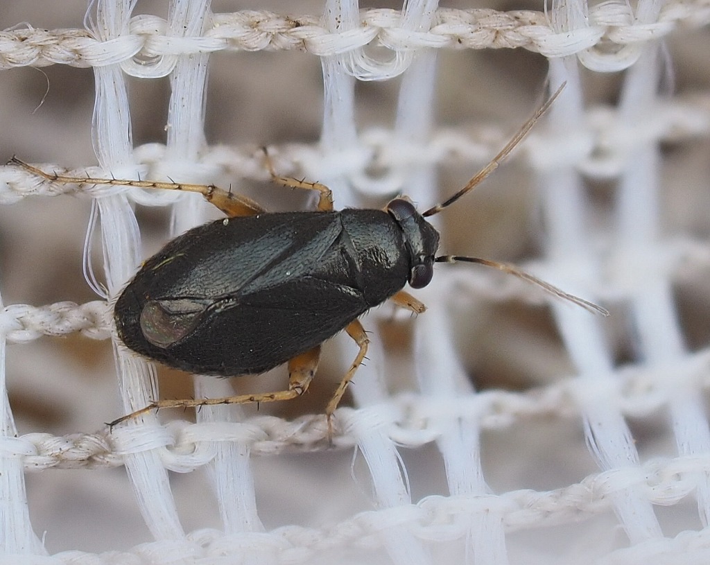 Lille Blomstertæge (Chlamydatus pulicarius)