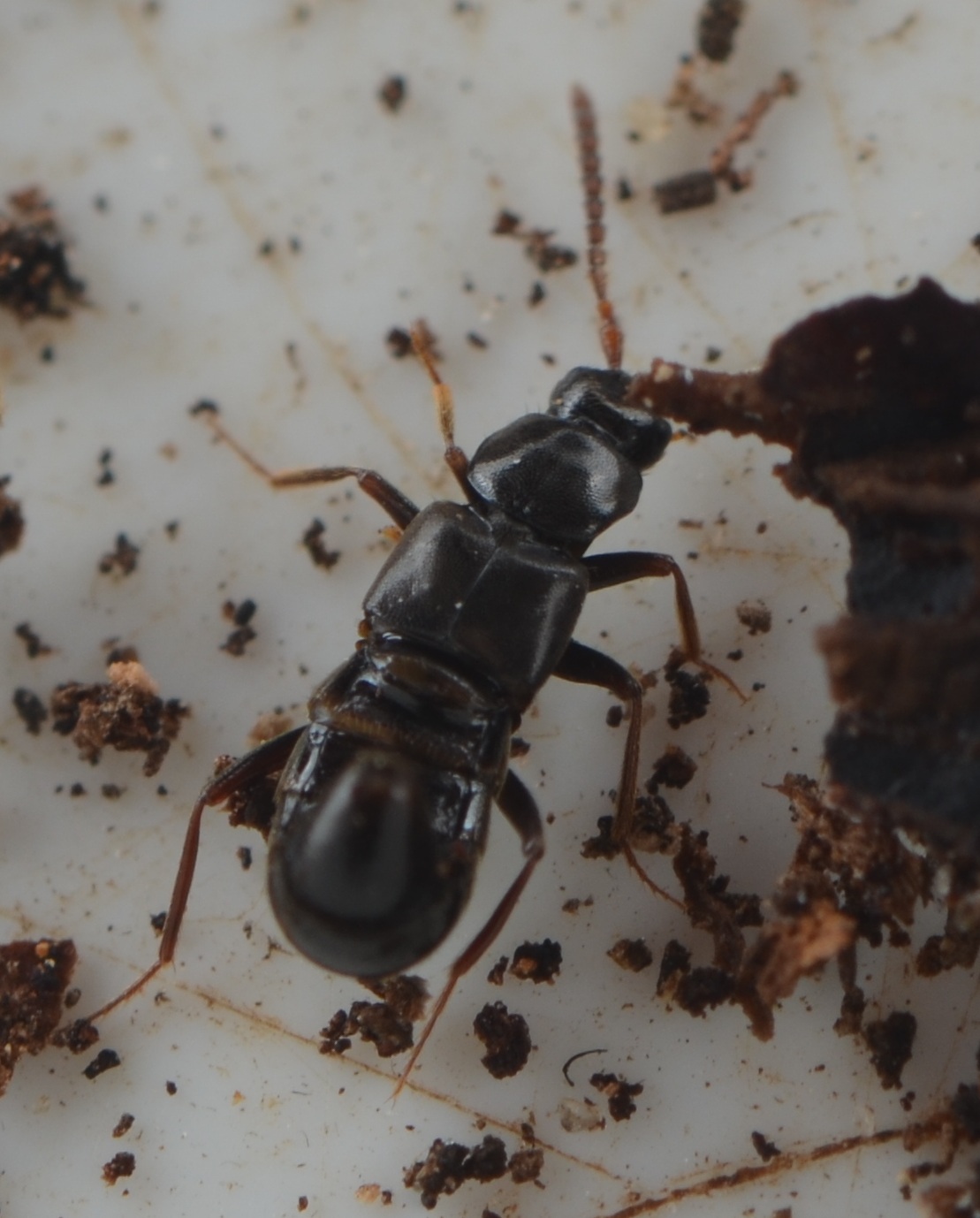 Pella funesta (Pella funesta)