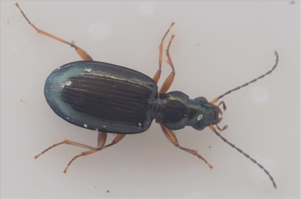 Bjergglansløber (Bembidion monticola)