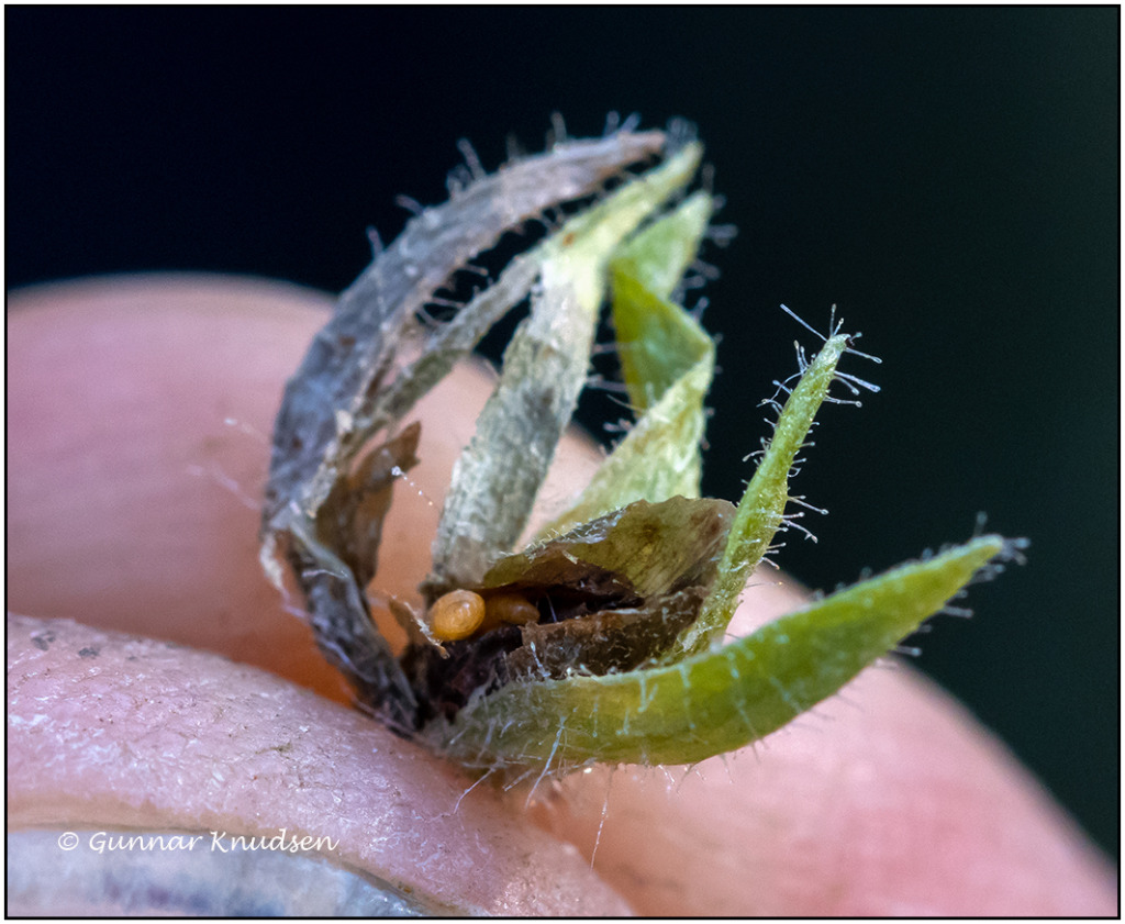Dasineura columnae (Dasineura columnae)