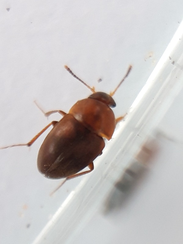 Nargus velox (Nargus velox)