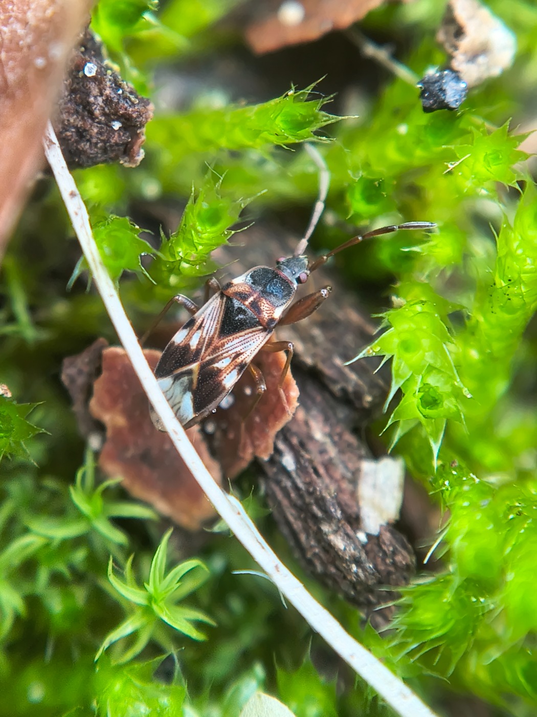 Gulhornet Sumpfrøtæge (Scolopostethus pictus)