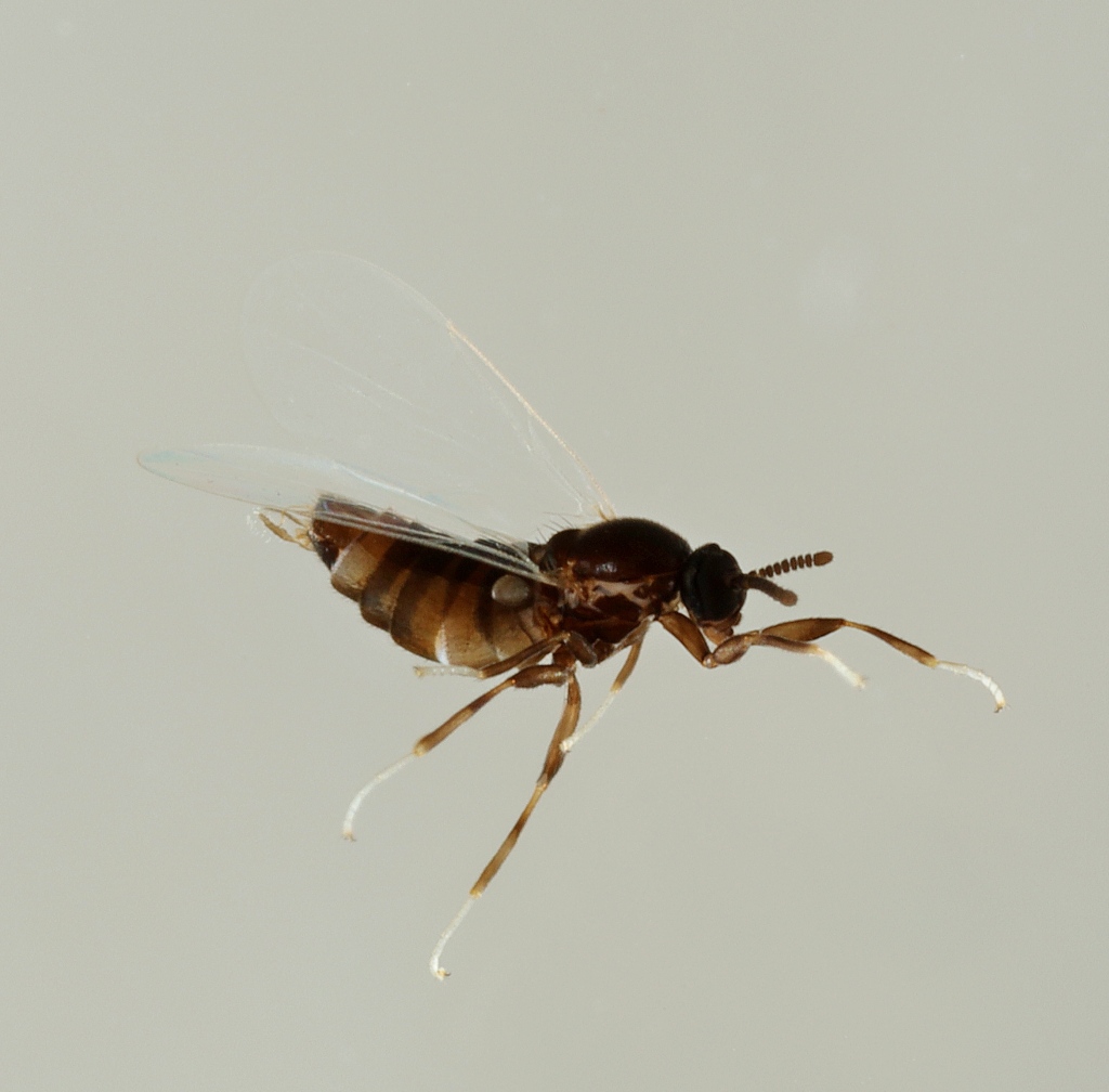 Efcookella albitarsis (Efcookella albitarsis)
