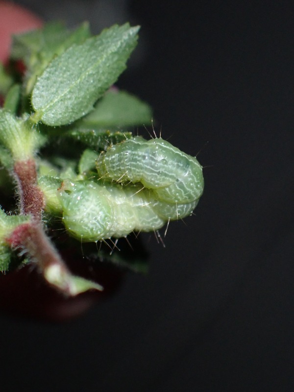 Gammaugle (Autographa gamma)