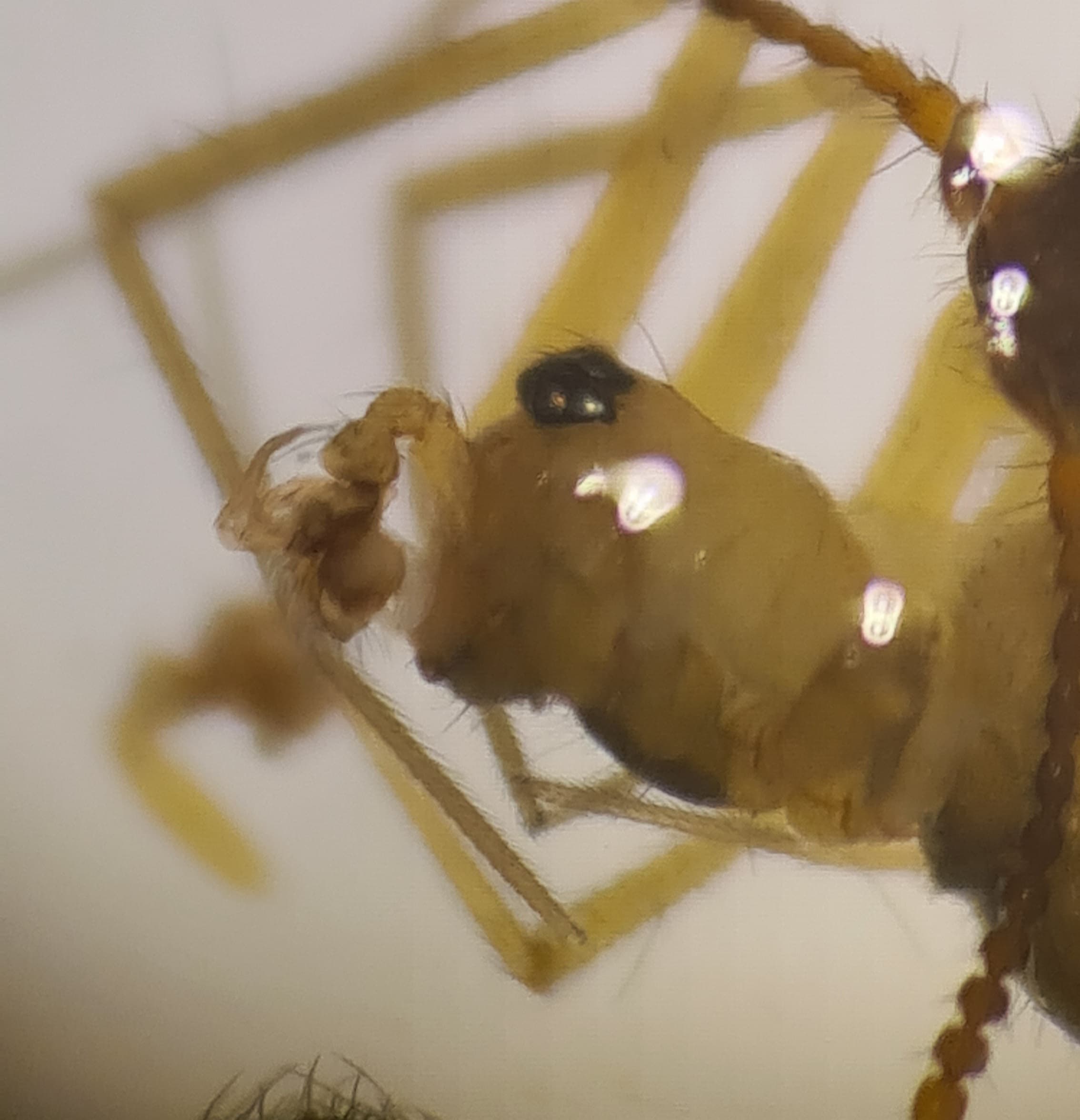 Palliduphantes ericaeus (Palliduphantes ericaeus)