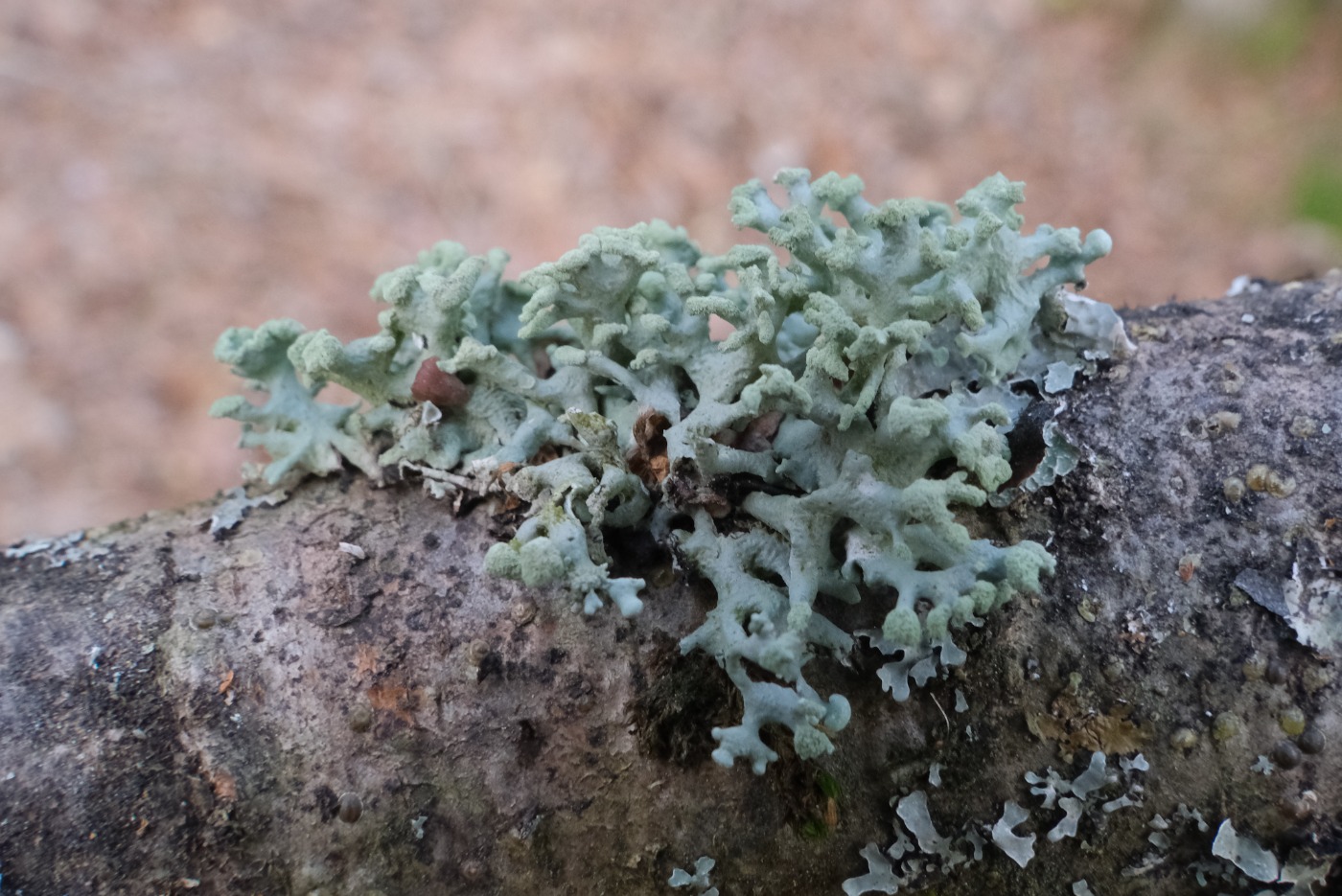 Finger-Kvistlav (Hypogymnia tubulosa)