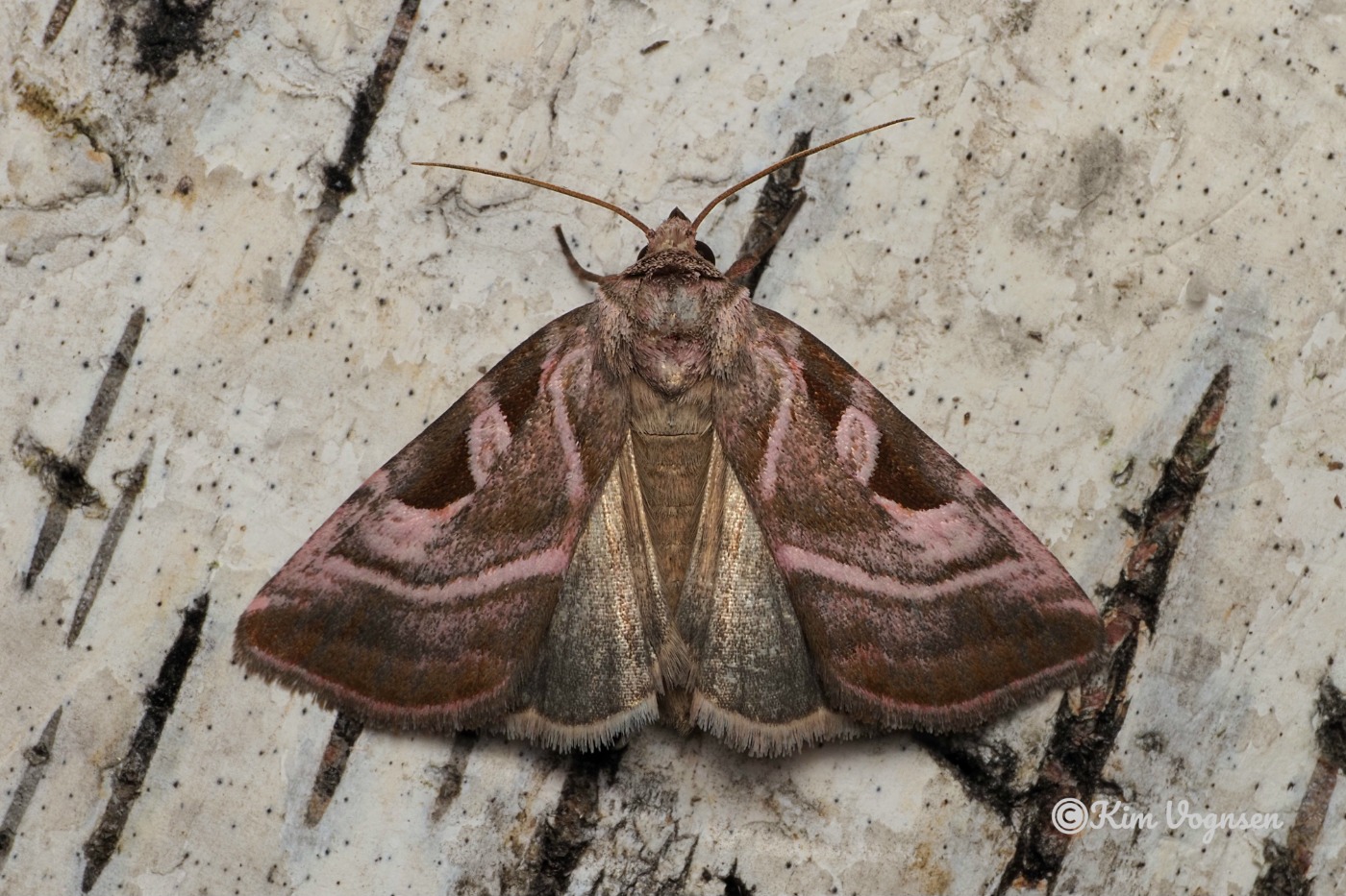 Grålig Cyklameugle (Eucarta virgo)