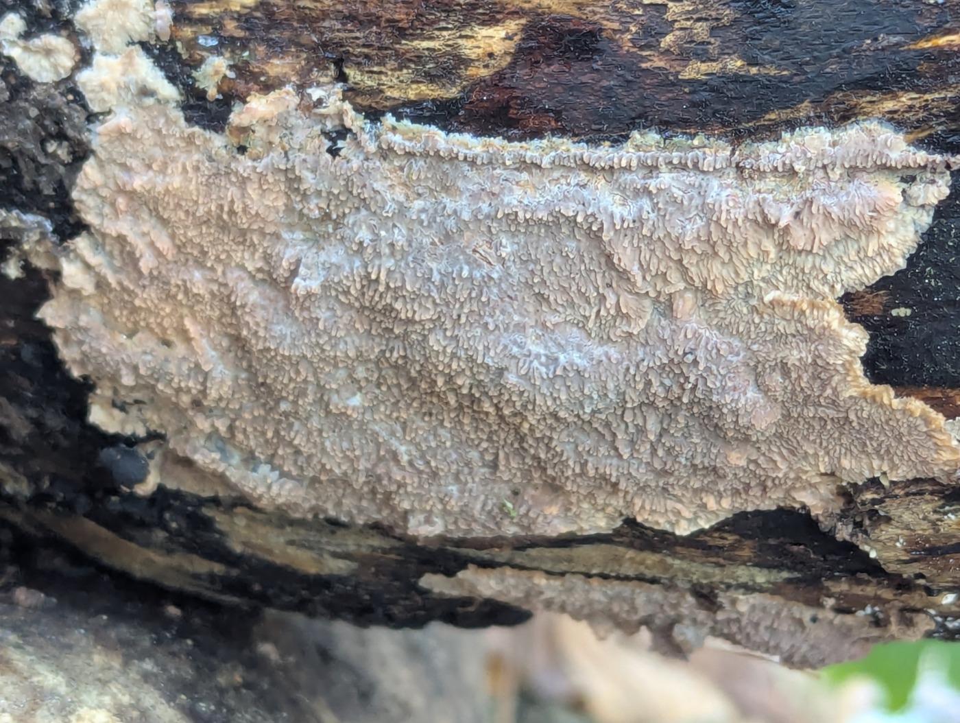 Ege-Åresvamp (Phlebia rufa)