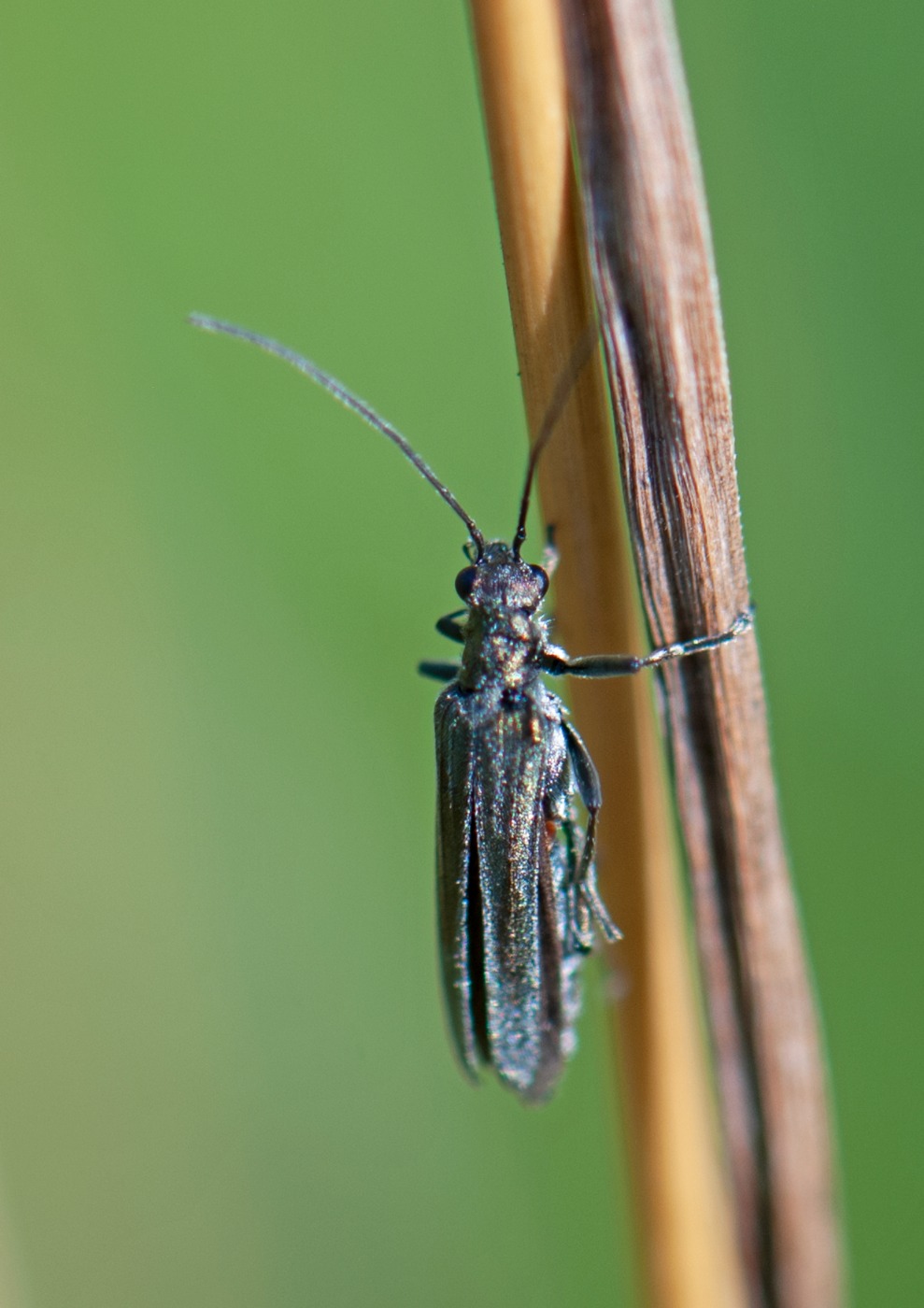Solbille ubest. (Oedemeridae indet.)