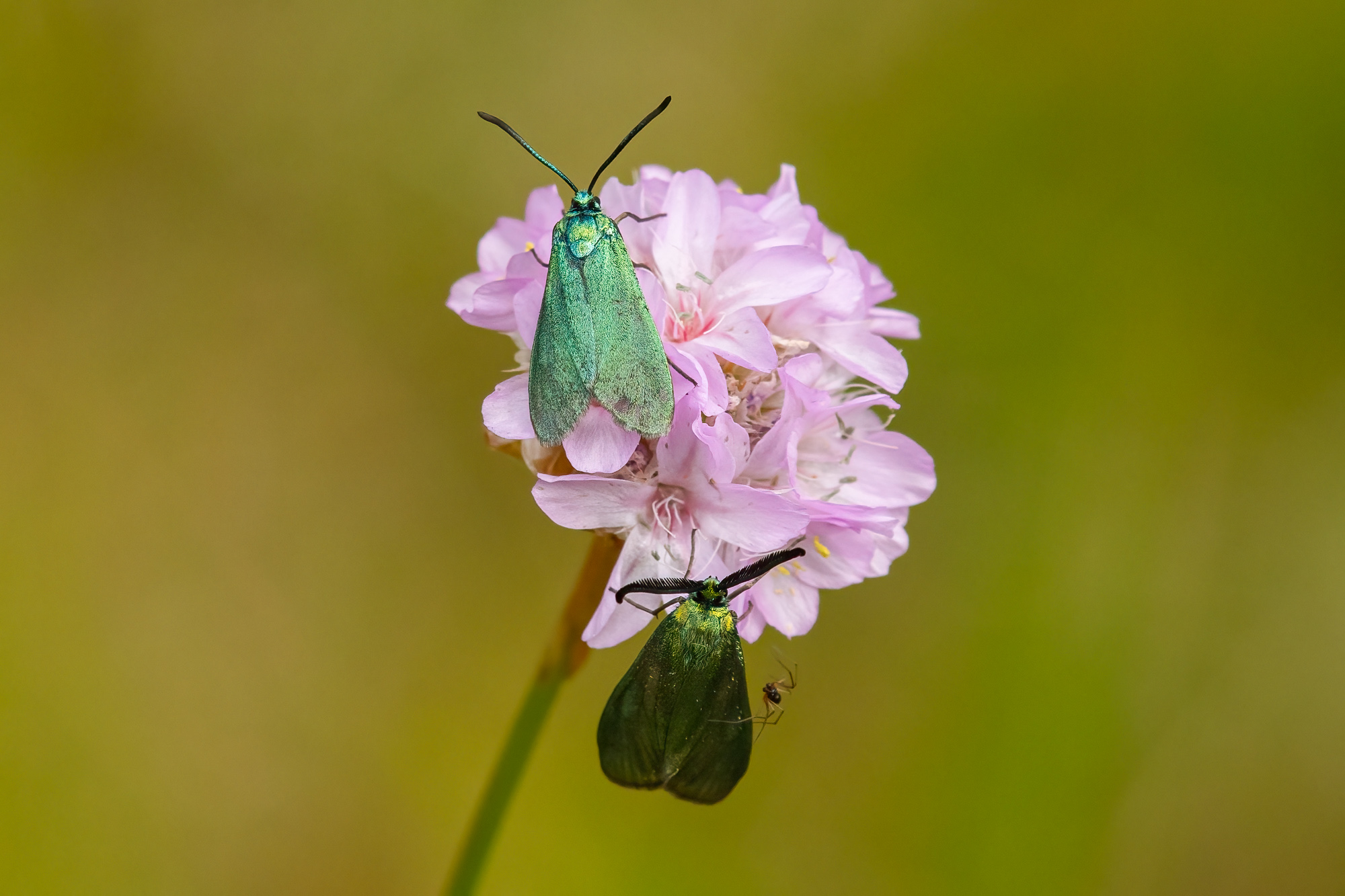 Grøn Køllesværmer (Adscita statices)