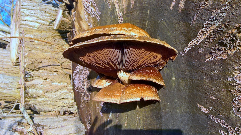 Poppel-Kæmpeskælhat (Hemipholiota populnea)