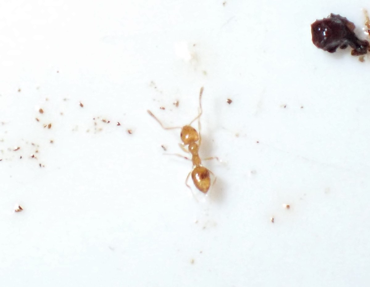 Plagiolepis alluaudi (Plagiolepis alluaudi)
