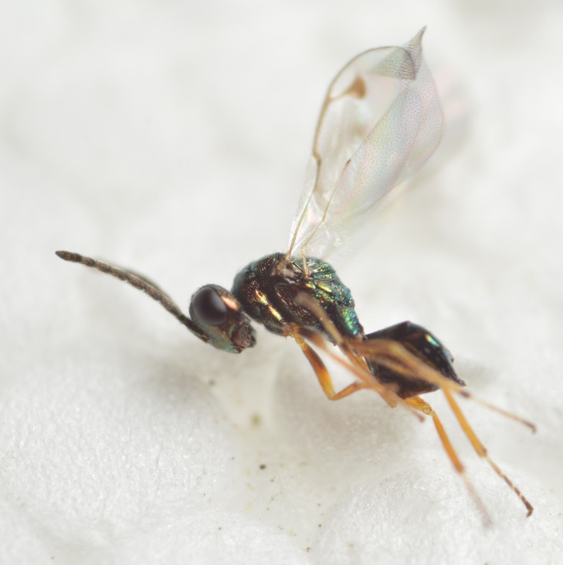 Miscogaster maculata (Miscogaster maculata)