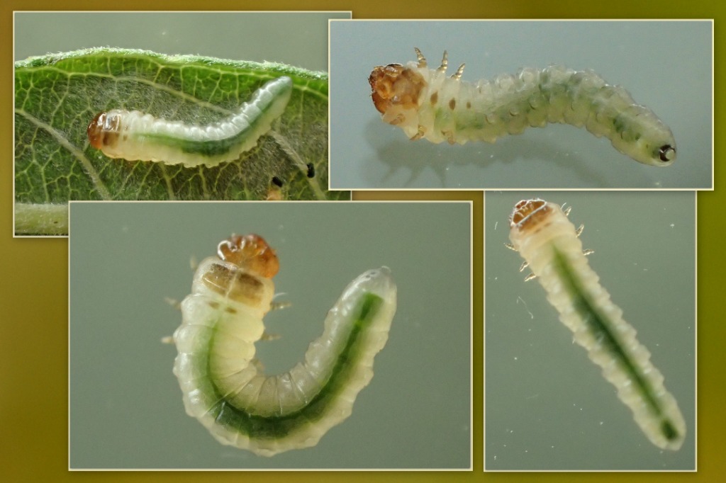 Båndpilminérbladhveps (Fenusella wuestneii)