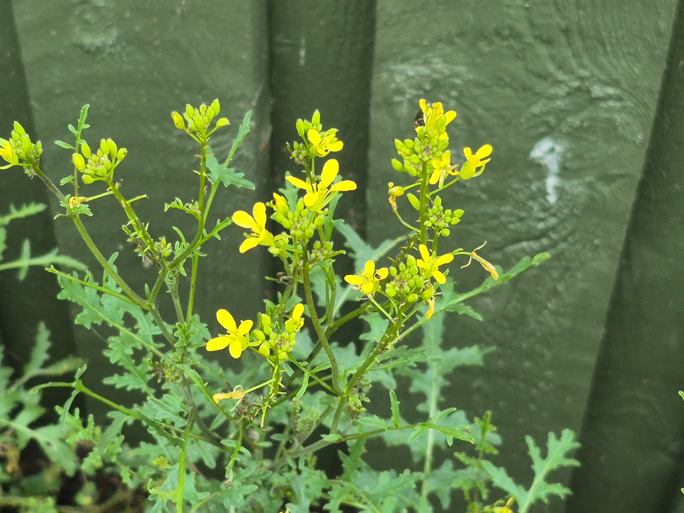 Svinesennep (Erucastrum gallicum)