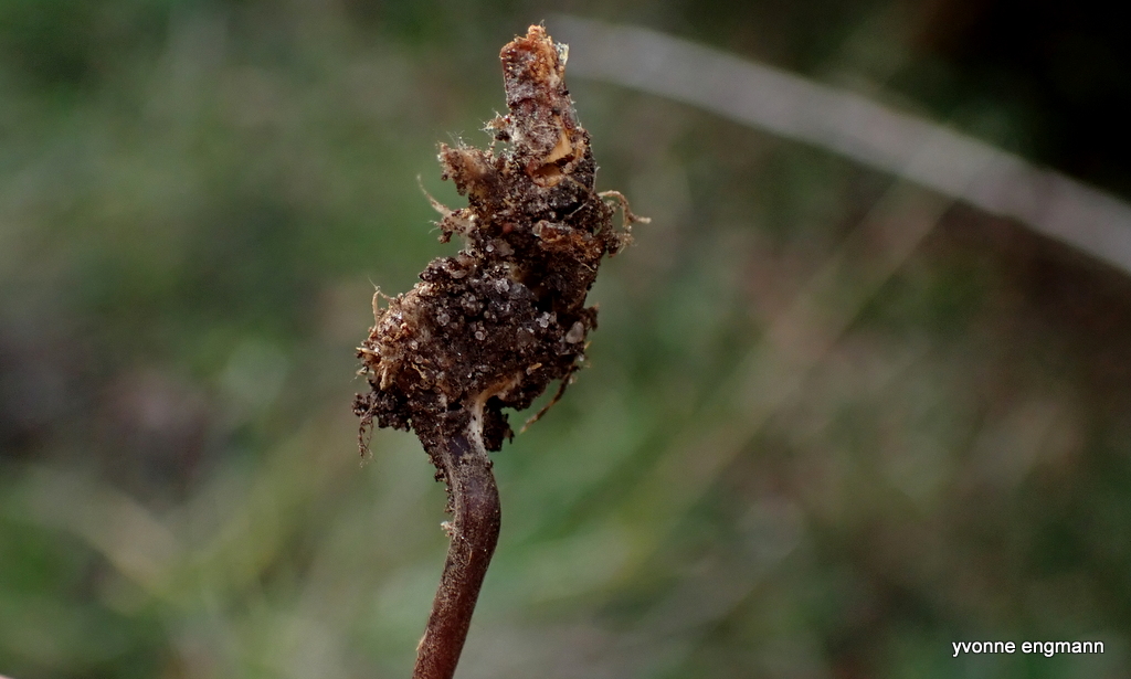 Filtfodet Bruskhat (Marasmius torquescens)
