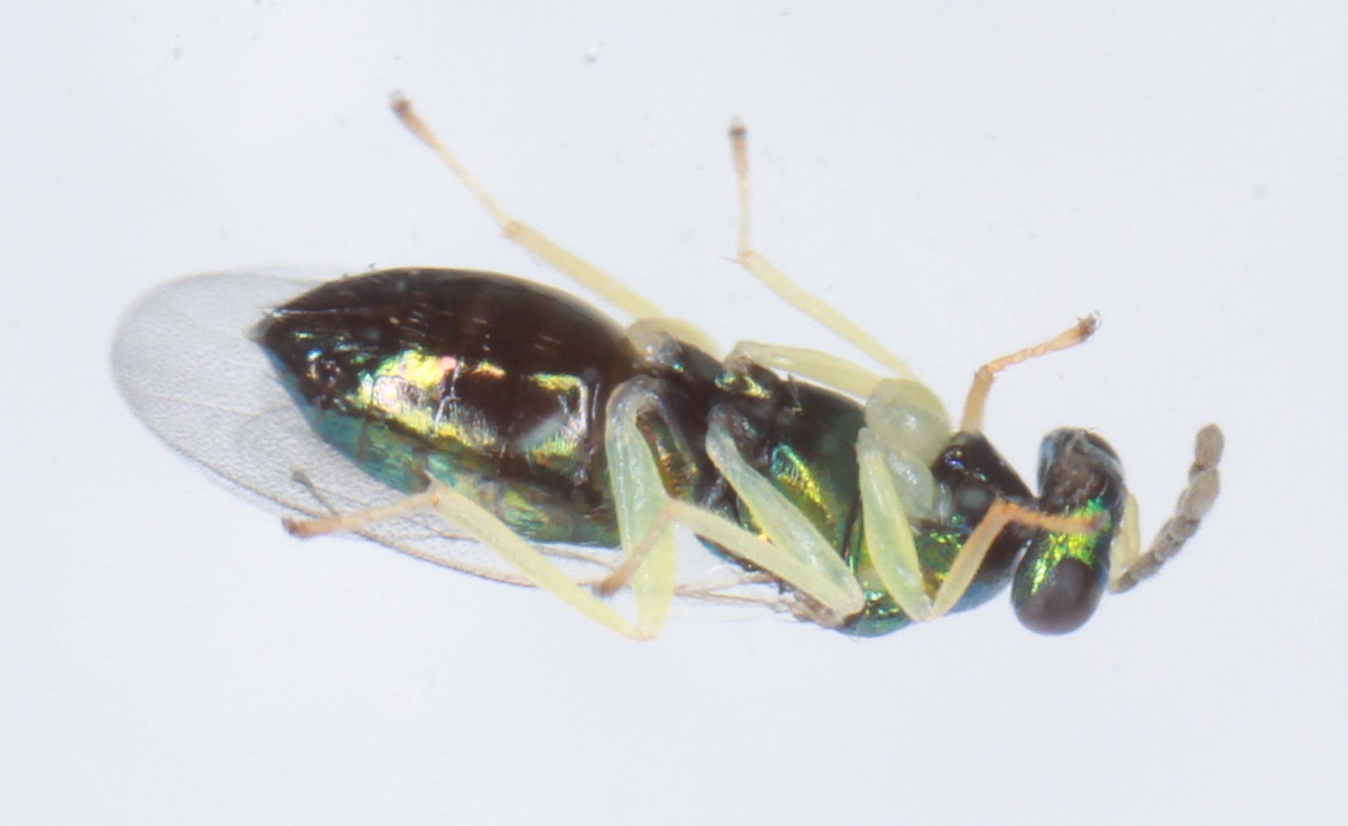 Eulophus ramicornis (Eulophus ramicornis)