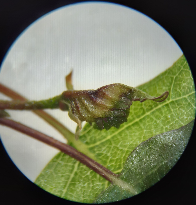 Resseliella betulicola (Resseliella betulicola)