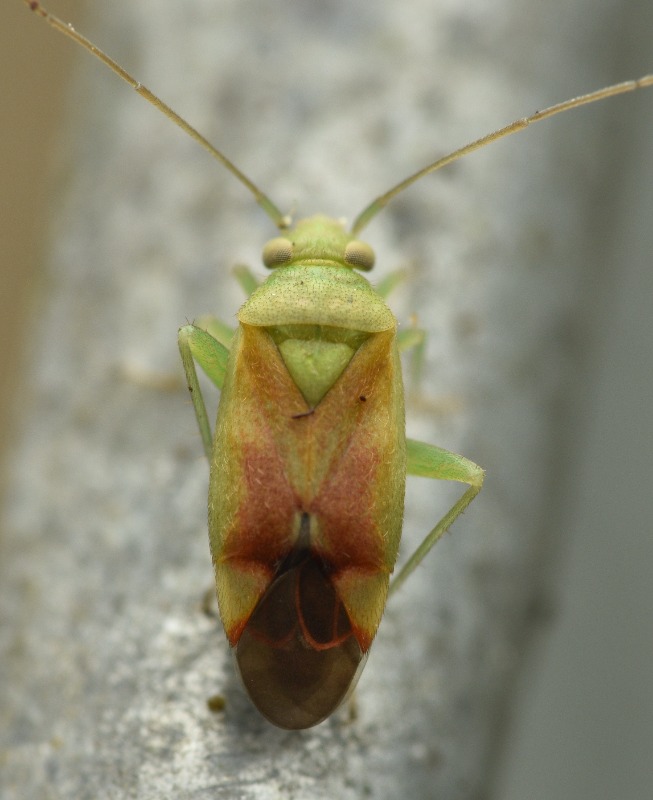 Ædelcyprestæge (Dichrooscytus gustavi)