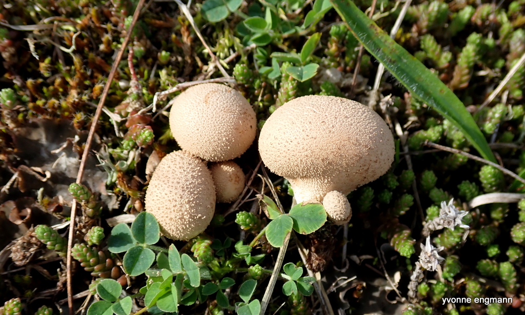 Mark-Støvbold (Lycoperdon lividum)