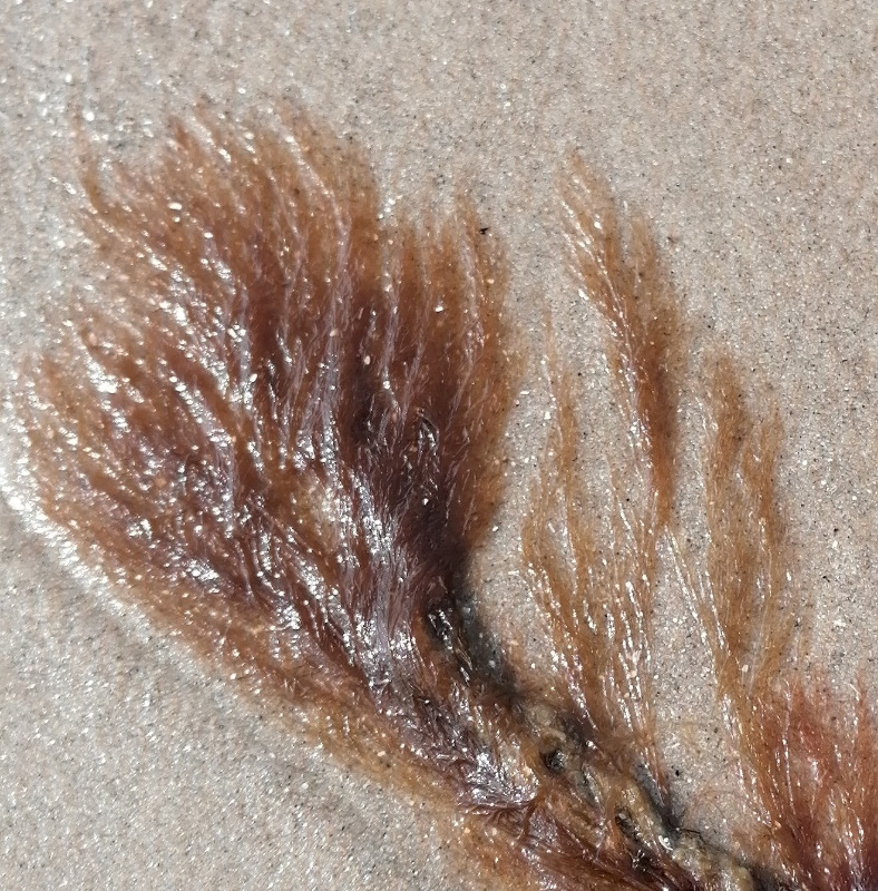 Fin Ledtang (Polysiphonia stricta)