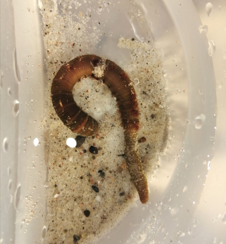 Sandorm (Arenicola marina)