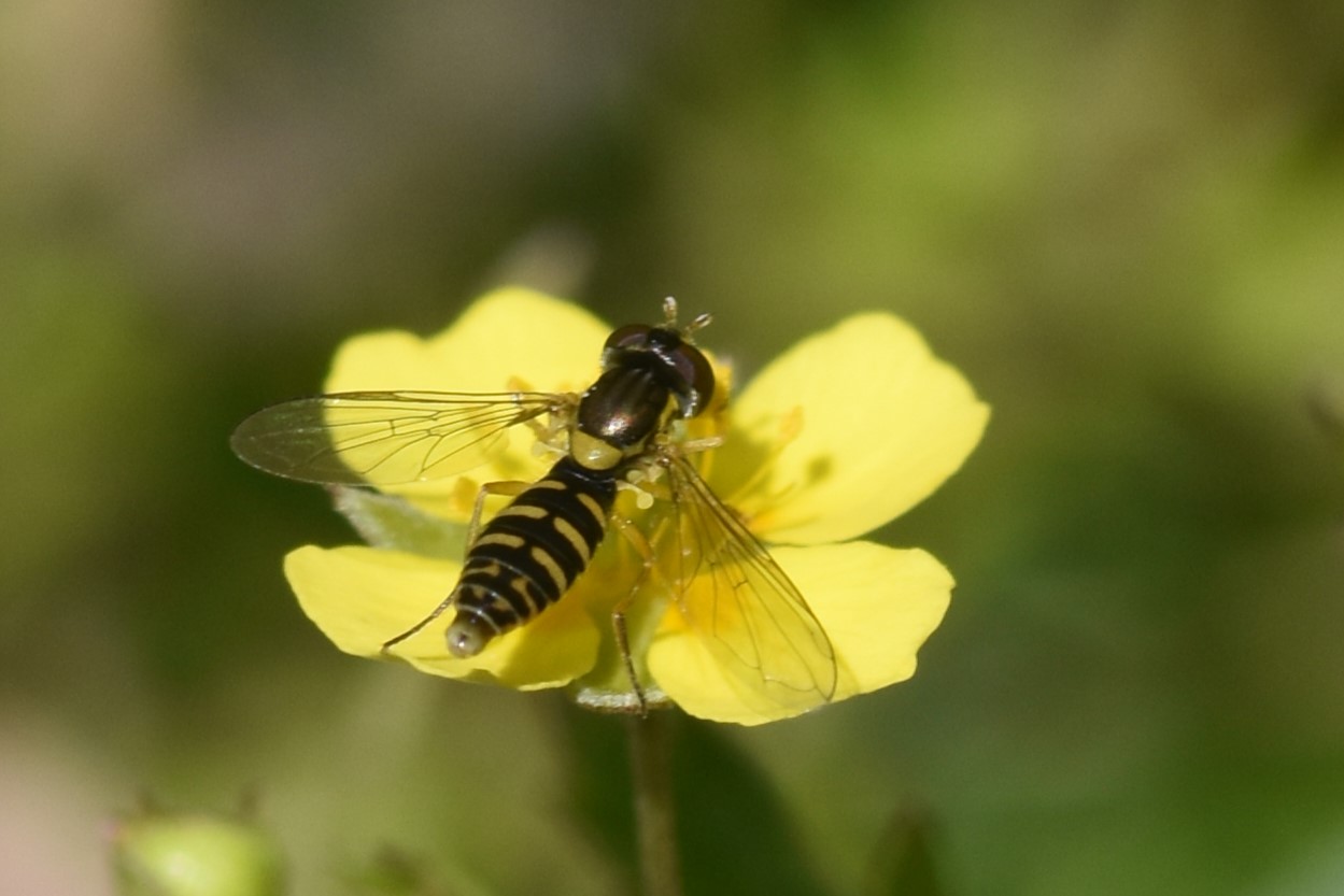 Pile-Kuglebærerflue (Sphaerophoria fatarum)