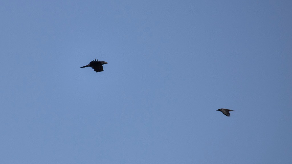 Ravn (Corvus corax)