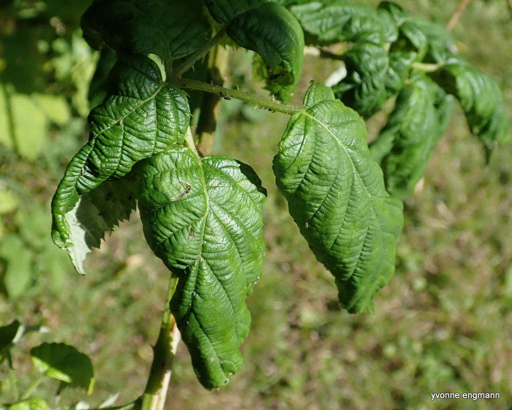 Mørk Brombærbladlus (Macrosiphum funestum)