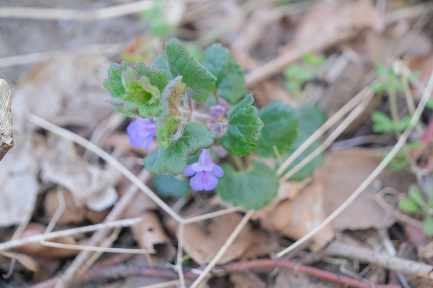 Korsknap (Glechoma hederacea)