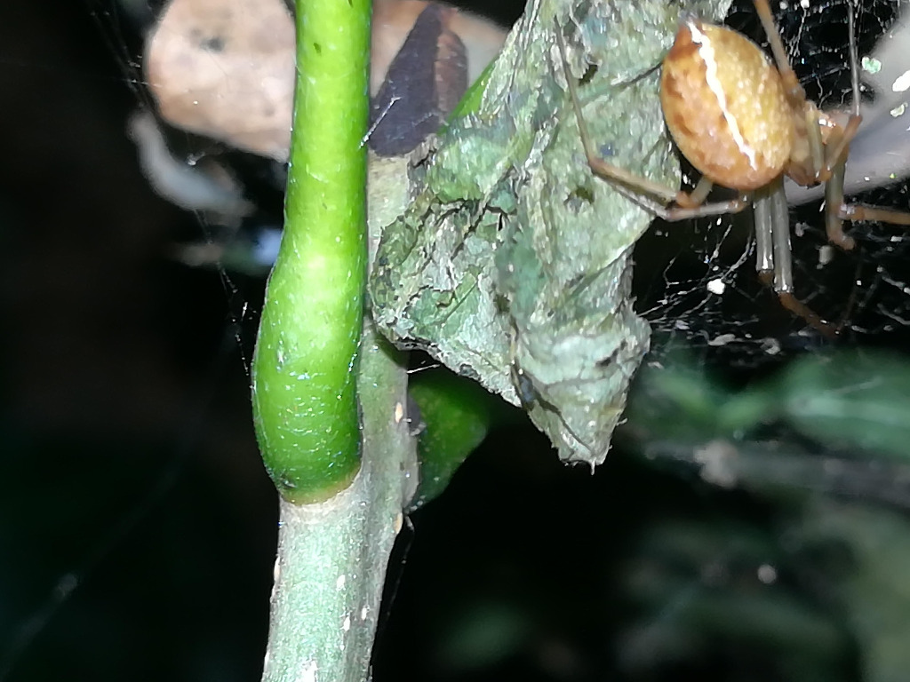 Bolyphantes sp. (Bolyphantes sp.)