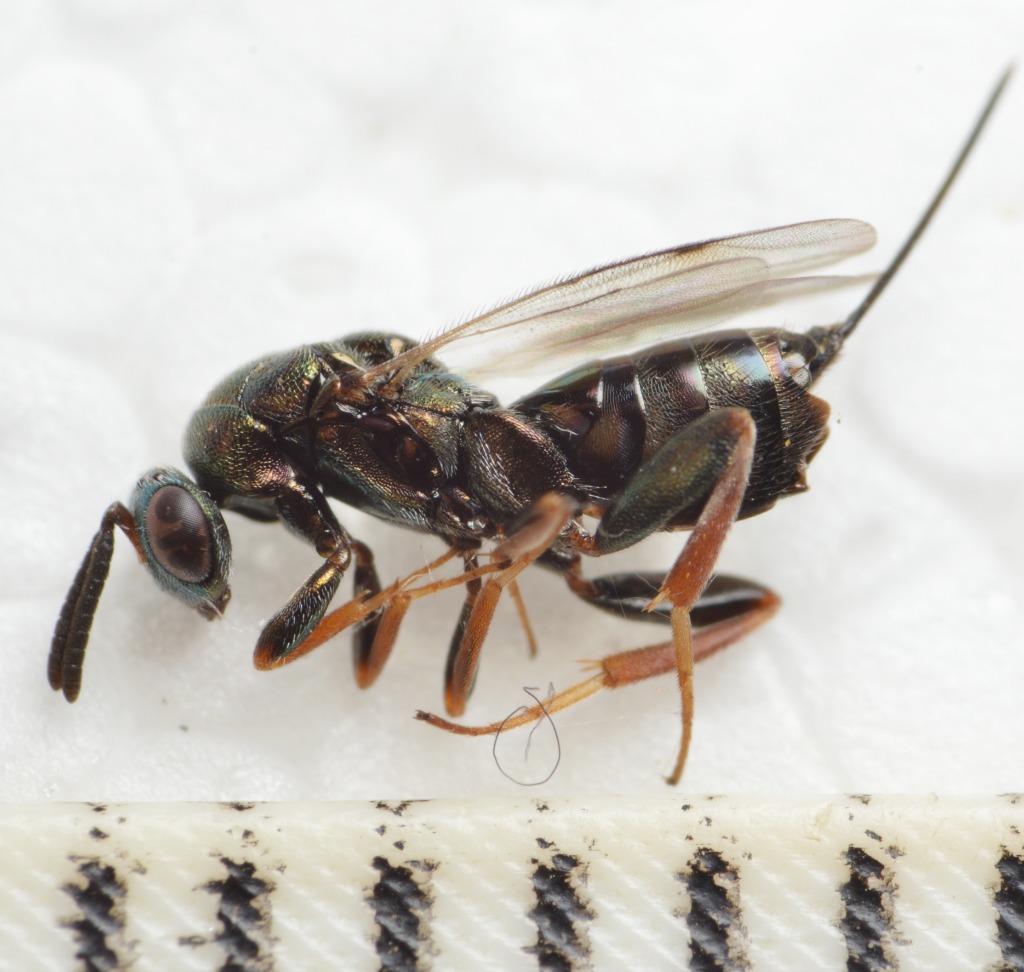 Monodontomerus obscurus (Monodontomerus obscurus)