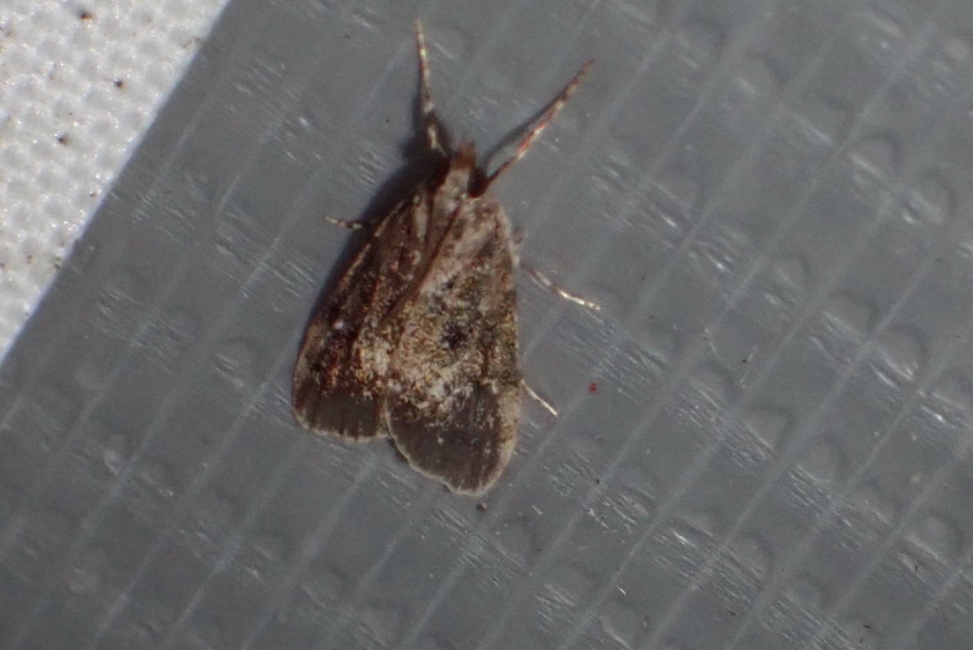 Gelechia senticetella (Gelechia senticetella)