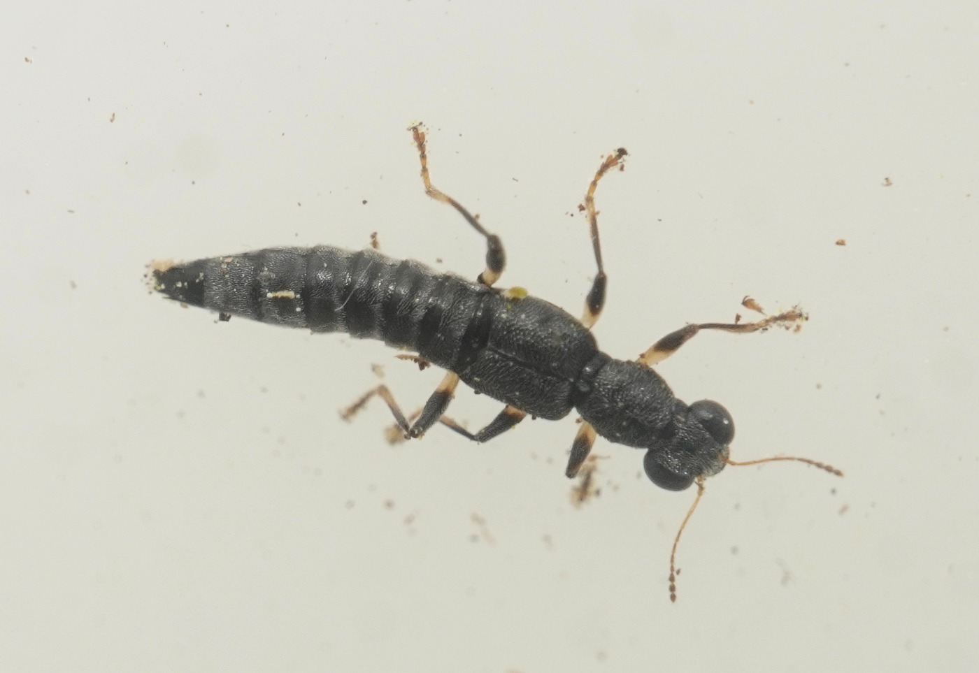 Stenus solutus