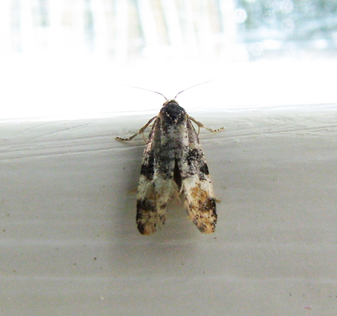 Lille Birkeraklevikler (Thyraylia nana)