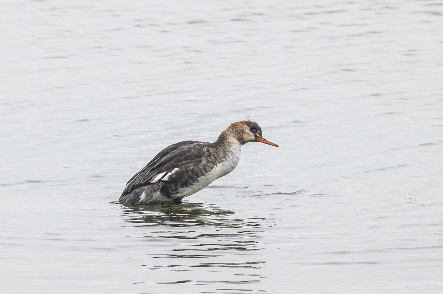 Toppet Skallesluger Observation Nb 4771544 Naturbasen