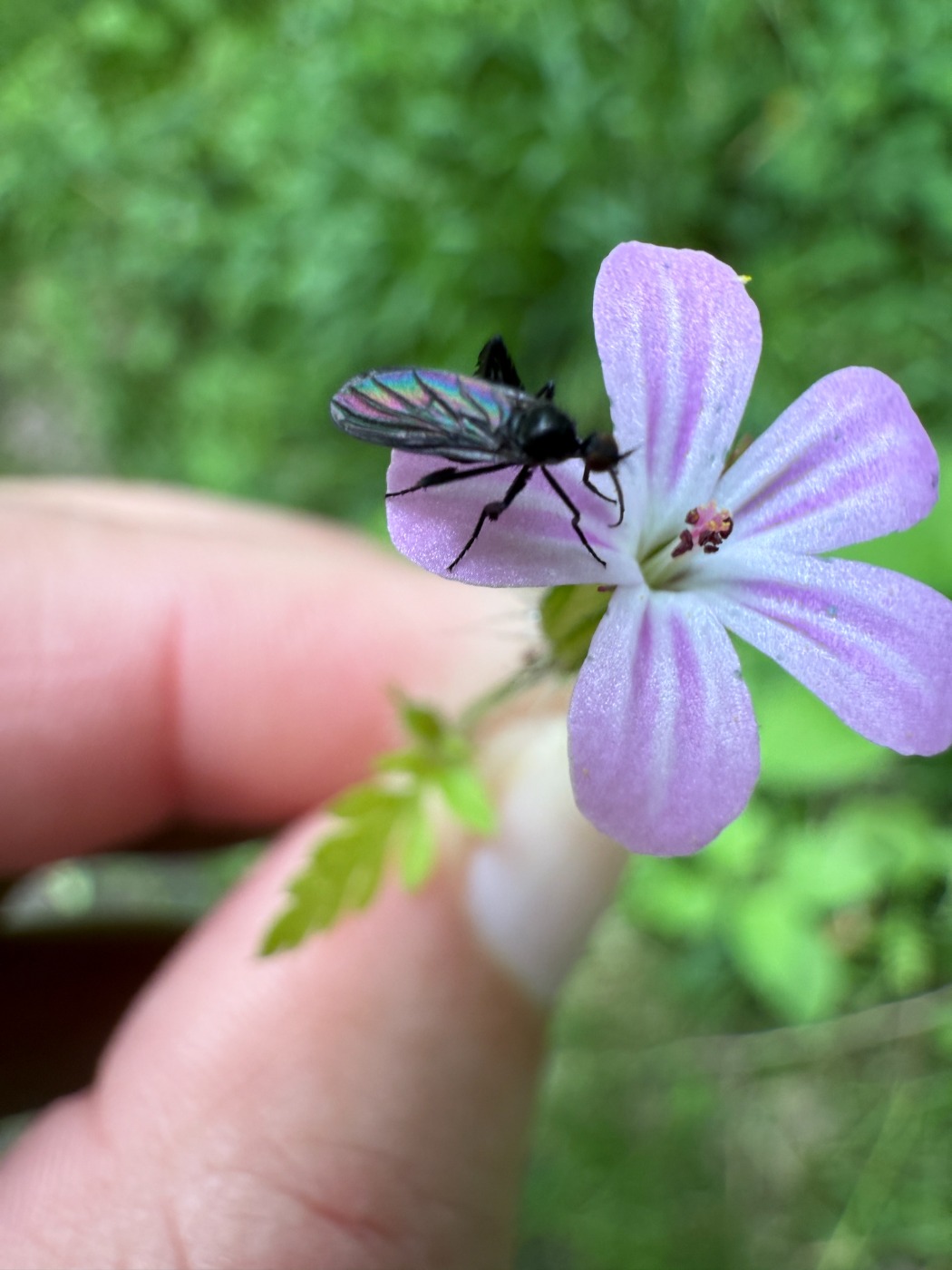 Empis pennipes (Empis pennipes)