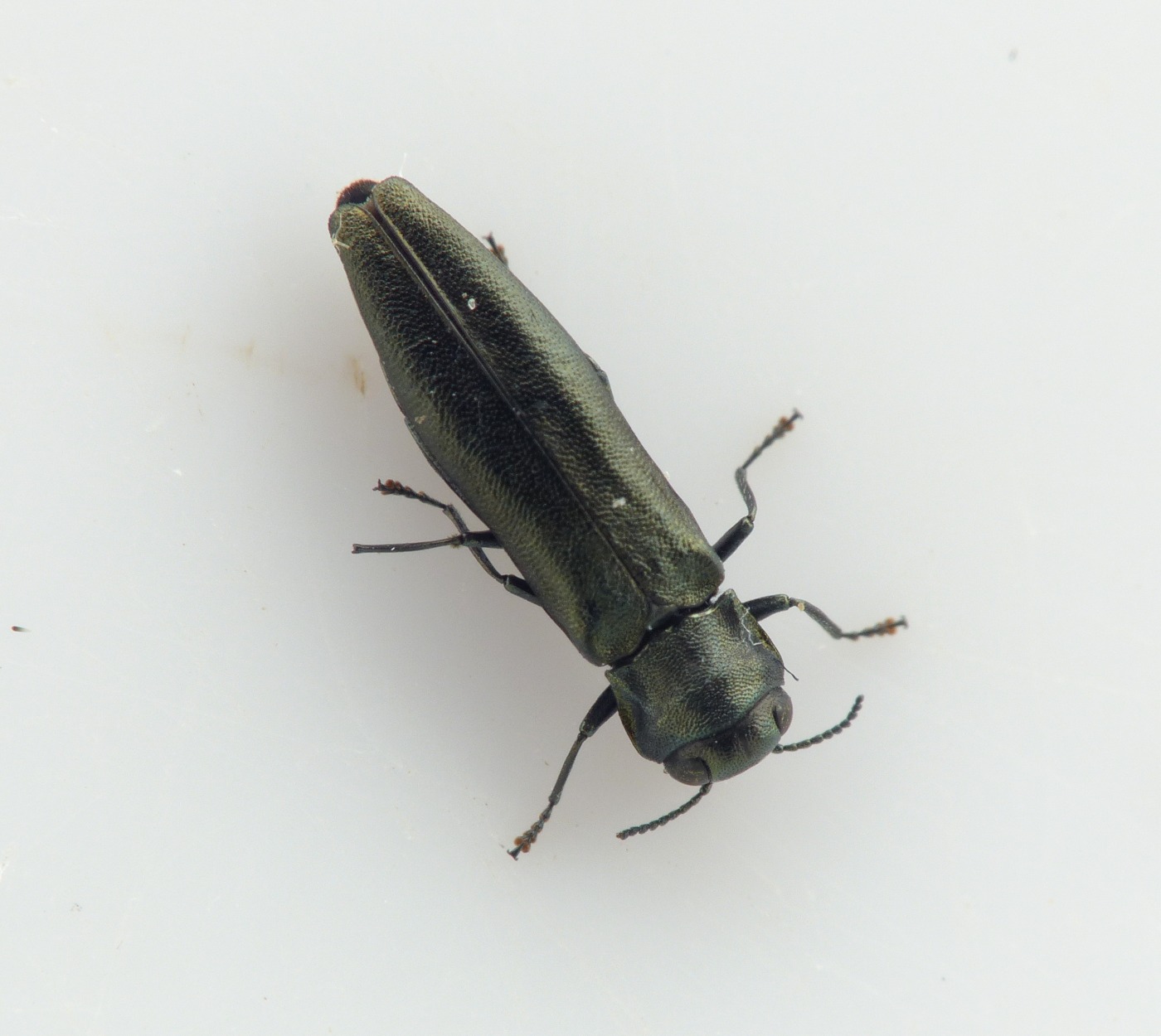 Birkepragtbille (Agrilus betuleti)