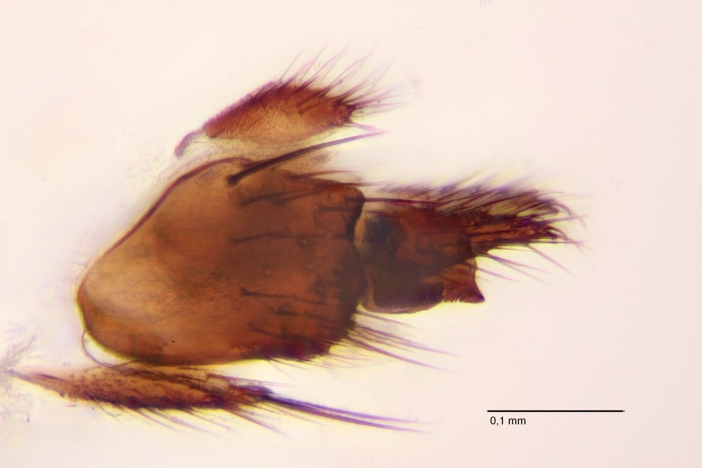 Cordyla pusilla (Cordyla pusilla)