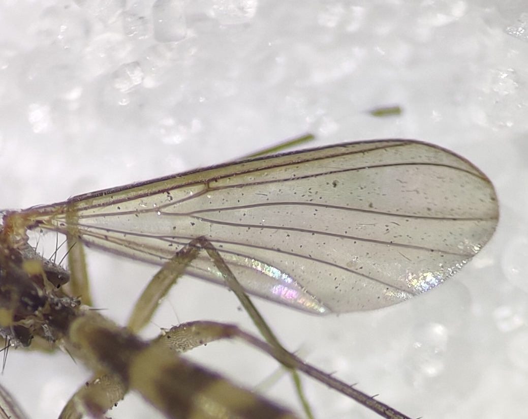 Rymosia fasciata (Rymosia fasciata)