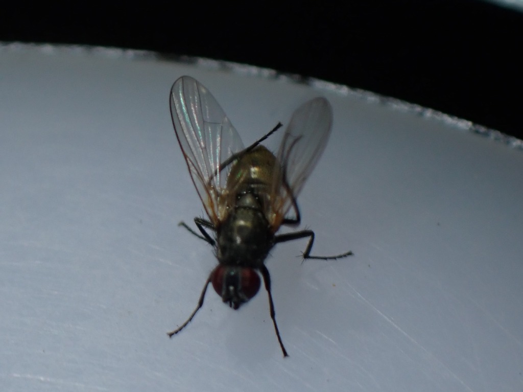 Botanophila striolata (Botanophila striolata)