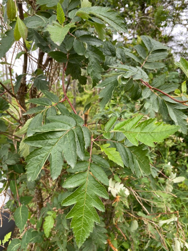Thüringer-Røn (Sorbus xthuringiaca)