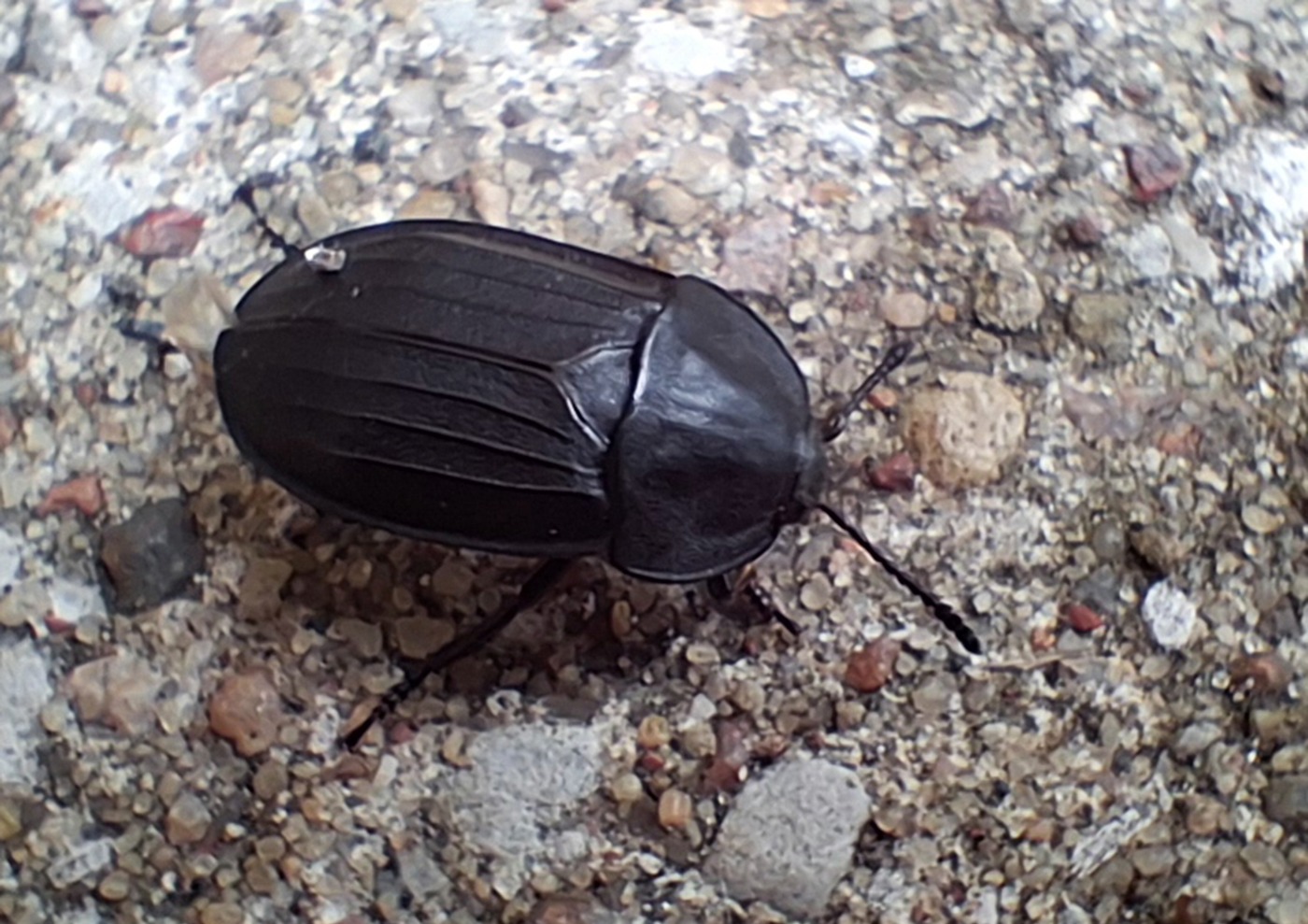 Silpha sp. (Silpha sp.)