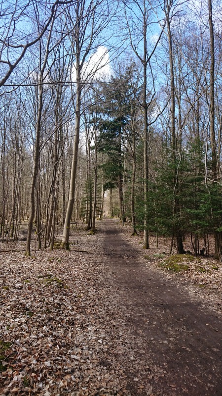 Grøn Douglasgran (Pseudotsuga menziesii ssp. menziesii)